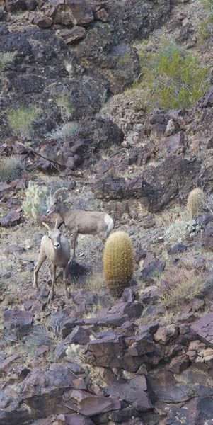 Bighorns checking us out